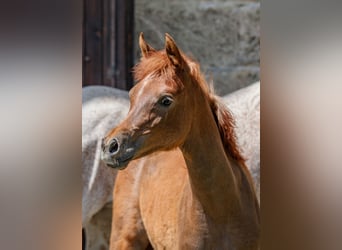 Purosangue arabo, Giumenta, 1 Anno, Può diventare grigio