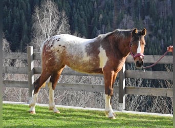 Purosangue arabo Mix, Giumenta, 2 Anni, 135 cm, Tobiano-tutti i colori