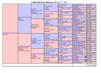 Purosangue arabo, Giumenta, 2 Anni, 145 cm, Morello