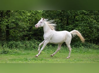 Purosangue arabo, Giumenta, 2 Anni, 153 cm, Bianco