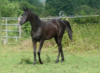 Purosangue arabo, Giumenta, 2 Anni, 153 cm, Morello