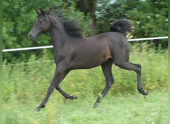 Purosangue arabo, Giumenta, 2 Anni, 153 cm, Morello