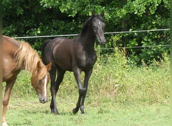 Purosangue arabo, Giumenta, 2 Anni, 153 cm, Morello