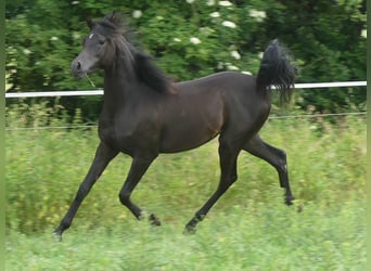 Purosangue arabo, Giumenta, 2 Anni, 153 cm, Morello