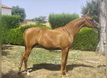 Purosangue arabo, Giumenta, 2 Anni, 153 cm, Sauro