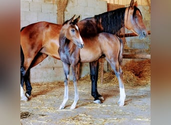 Purosangue arabo, Giumenta, 2 Anni, 154 cm, Grigio trotinato