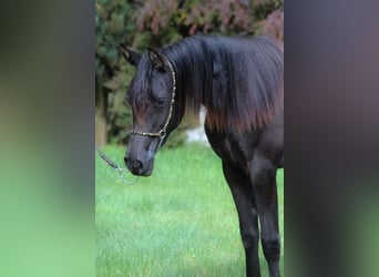 Purosangue arabo, Giumenta, 2 Anni, 156 cm, Morello