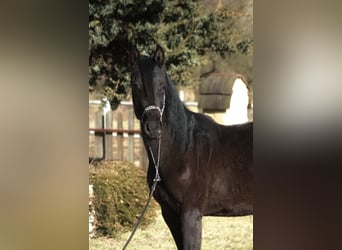 Purosangue arabo, Giumenta, 2 Anni, 156 cm, Morello