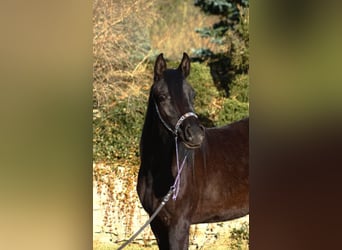 Purosangue arabo, Giumenta, 2 Anni, 156 cm, Morello