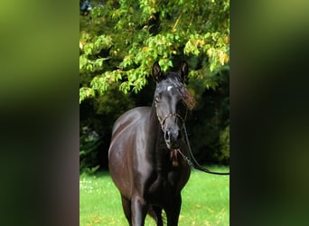 Purosangue arabo, Giumenta, 2 Anni, 157 cm, Morello