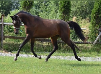 Purosangue arabo, Giumenta, 2 Anni, 160 cm, Baio ciliegia