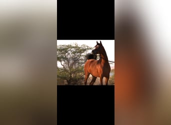 Purosangue arabo Mix, Giumenta, 2 Anni, Baio ciliegia