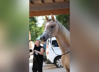 Purosangue arabo, Giumenta, 2 Anni, Grigio