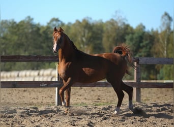 Purosangue arabo, Giumenta, 2 Anni, Sauro