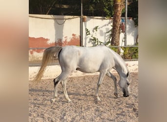 Purosangue arabo, Giumenta, 3 Anni, 145 cm, Bianco