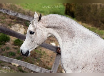 Purosangue arabo, Giumenta, 3 Anni, 150 cm, Grigio