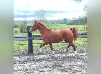 Purosangue arabo, Giumenta, 3 Anni, 151 cm, Sauro