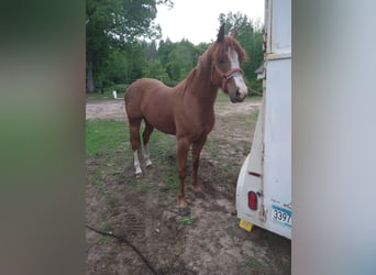 Purosangue arabo Mix, Giumenta, 3 Anni, 152 cm, Baio