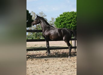 Purosangue arabo, Giumenta, 3 Anni, 156 cm, Morello