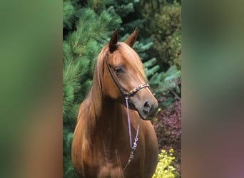 Purosangue arabo, Giumenta, 3 Anni, 156 cm, Sauro scuro