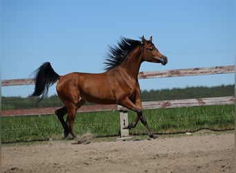 Purosangue arabo, Giumenta, 3 Anni, Baio ciliegia