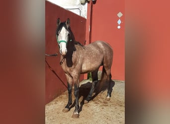 Purosangue arabo, Giumenta, 4 Anni, 143 cm, Grigio