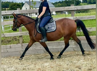 Purosangue arabo, Giumenta, 4 Anni, 144 cm, Baio ciliegia