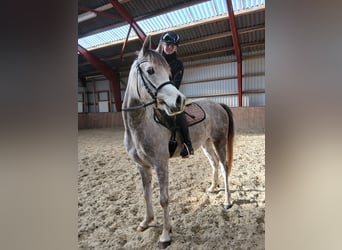 Purosangue arabo, Giumenta, 4 Anni, 146 cm, Grigio