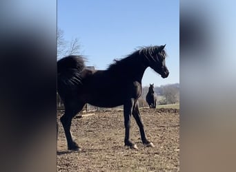 Purosangue arabo, Giumenta, 4 Anni, 150 cm, Morello