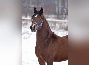 Purosangue arabo, Giumenta, 4 Anni, 155 cm, Baio
