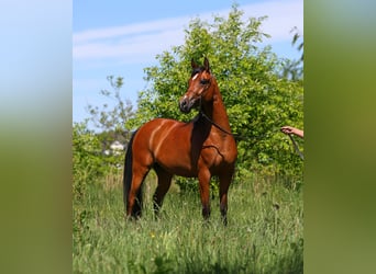 Purosangue arabo, Giumenta, 4 Anni, 155 cm, Baio