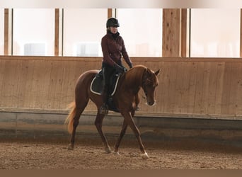 Purosangue arabo, Giumenta, 4 Anni, 156 cm, Sauro