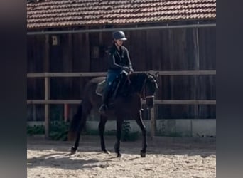 Purosangue arabo, Giumenta, 4 Anni, 157 cm, Morello