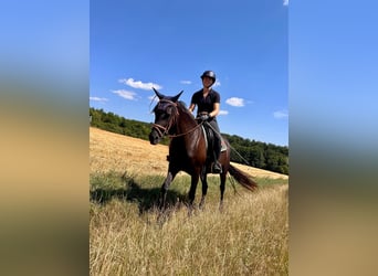 Purosangue arabo, Giumenta, 4 Anni, 157 cm, Morello