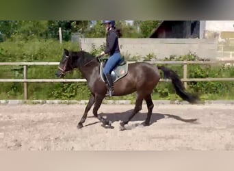 Purosangue arabo, Giumenta, 4 Anni, 157 cm, Morello