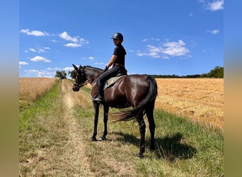 Purosangue arabo, Giumenta, 4 Anni, 157 cm, Morello