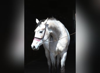 Purosangue arabo, Giumenta, 4 Anni, 159 cm, Grigio