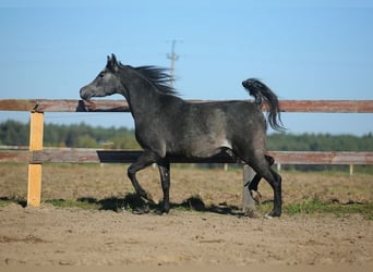 Purosangue arabo, Giumenta, 4 Anni, Grigio