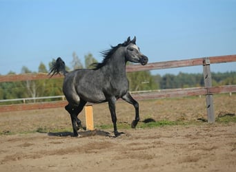 Purosangue arabo, Giumenta, 4 Anni, Grigio