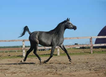 Purosangue arabo, Giumenta, 4 Anni, Grigio