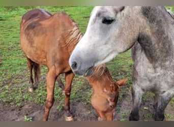 Purosangue arabo, Giumenta, 5 Anni, 140 cm, Grigio pezzato