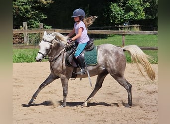 Purosangue arabo, Giumenta, 5 Anni, 147 cm, Grigio trotinato