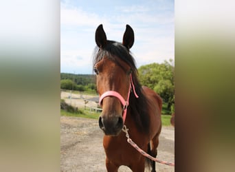 Purosangue arabo, Giumenta, 5 Anni, 150 cm, Baio