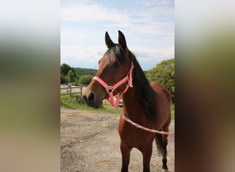 Purosangue arabo, Giumenta, 5 Anni, 150 cm, Baio