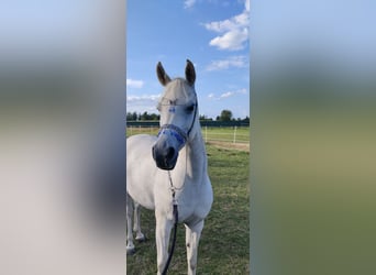 Purosangue arabo, Giumenta, 5 Anni, 152 cm, Grigio