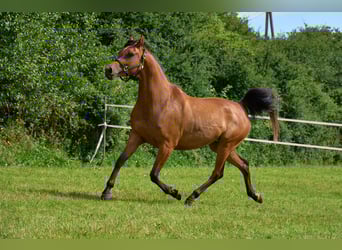 Purosangue arabo, Giumenta, 5 Anni, 155 cm, Baio