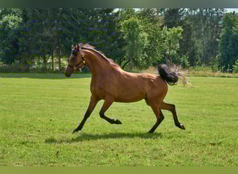 Purosangue arabo, Giumenta, 5 Anni, 155 cm, Baio