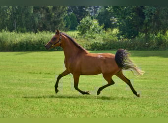 Purosangue arabo, Giumenta, 5 Anni, 155 cm, Baio