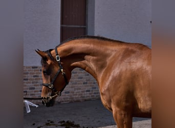 Purosangue arabo, Giumenta, 5 Anni, 155 cm, Baio