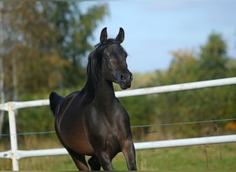 Purosangue arabo, Giumenta, 5 Anni, 155 cm, Baio